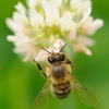 Vcela medonosna - Apis mellifera - Honey Bee 8527